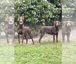 Small Photo #13 Doberman Pinscher Puppy For Sale in HIALEAH, FL, USA