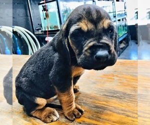 Bloodhound Puppy for sale in EL PASO, TX, USA