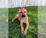 Small Photo #5 Mutt Puppy For Sale in Sandy, UT, USA