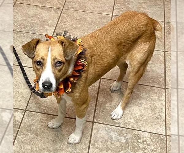 Medium Photo #1 Mutt Puppy For Sale in Oklahoma City, OK, USA