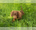 Small #3 Dachshund
