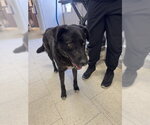 Small Labrador Retriever