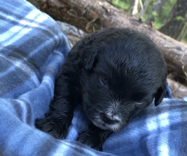 Medium Photo #27 Poodle (Toy)-Texas Heeler Mix Puppy For Sale in MARQUAND, MO, USA