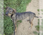Small #2 German Shepherd Dog-Vizsla Mix