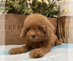 Small Photo #2 Poodle (Toy) Puppy For Sale in LOS ANGELES, CA, USA
