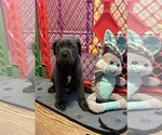 Puppy Enzo Cane Corso