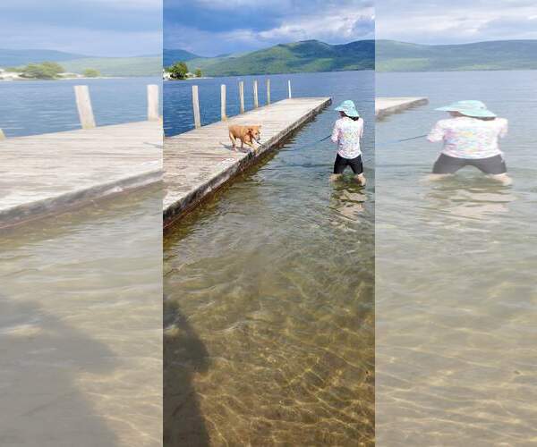 Medium Photo #6 Labrador Retriever-Unknown Mix Puppy For Sale in Rockaway, NJ, USA