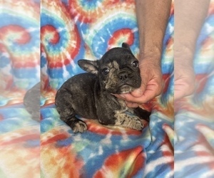 French Bulldog Puppy for Sale in HAMDEN, Connecticut USA