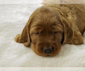Irish Setter Puppy for sale in ATTICA, MI, USA