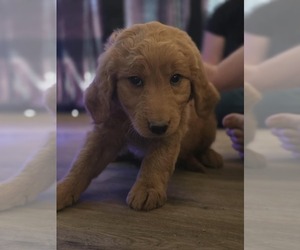 Goldendoodle Puppy for sale in LEWISTON, ID, USA