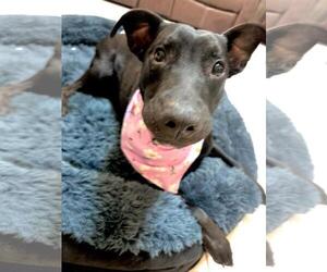 HENNA - Female Labrador Retriever-Unknown Mix Dog for Adoption - Photo #3