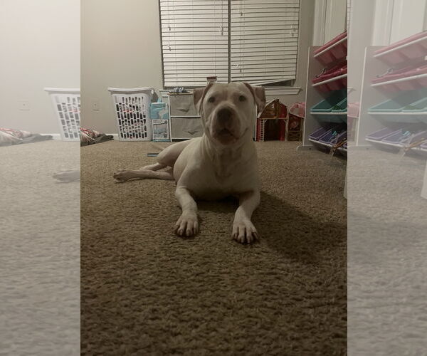 Medium Photo #5 American Staffordshire Terrier-Bullmastiff Mix Puppy For Sale in Holly Springs, NC, USA