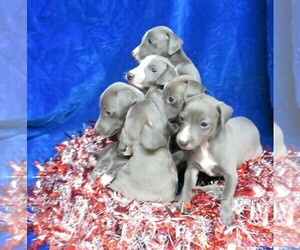 Italian Greyhound Puppy for sale in NORWOOD, MO, USA