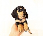 Small #3 Dachshund