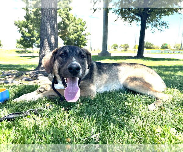 Medium Photo #24 Mutt Puppy For Sale in Lake Forest, CA, USA