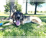 Small #23 Mutt