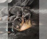 Small Photo #3 Rottweiler Puppy For Sale in VANCOUVER, WA, USA