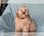 Small #2 Cavalier King Charles Spaniel-Goldendoodle Mix