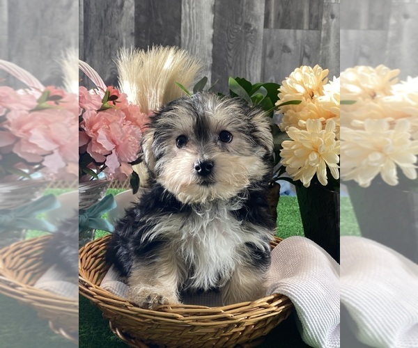 Medium Photo #5 Morkie Puppy For Sale in CANOGA, NY, USA
