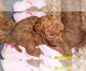 Poodle (Toy) Puppy for sale in DULUTH, GA, USA
