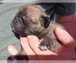 Small Photo #10 Buggs Puppy For Sale in WEST PLAINS, MO, USA