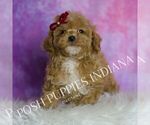Small #4 Poodle (Miniature)
