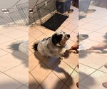 Small #3 Australian Shepherd Mix