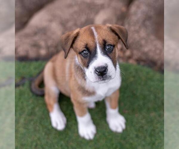 Medium Photo #5 Boxer-Unknown Mix Puppy For Sale in San Diego, CA, USA