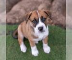 Small #4 Boxer Mix