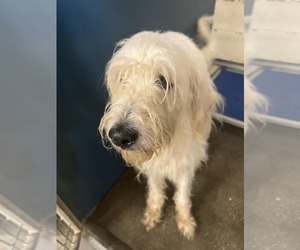 Mutt Dogs for adoption in Woodbury, NY, USA