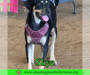 Skye - Female Coonhound-Unknown Mix Dog for Adoption - Photo #2