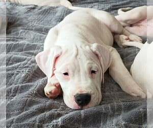 Bulldog Puppy for sale in WILMINGTON, DE, USA