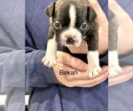 Puppy Bekah Boston Terrier