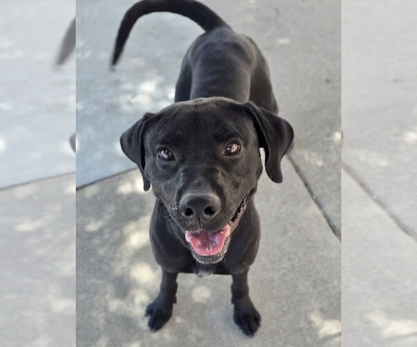 Medium Photo #9 Labrador Retriever-Unknown Mix Puppy For Sale in Lakewood, CO, USA