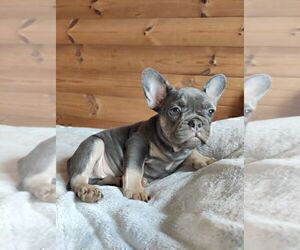 French Bulldog Puppy for sale in TAMPA, FL, USA