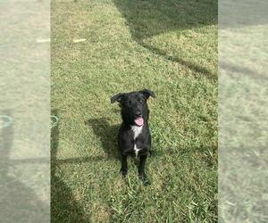 Labrador Retriever-Unknown Mix Dogs for adoption in Pasadena, TX, USA