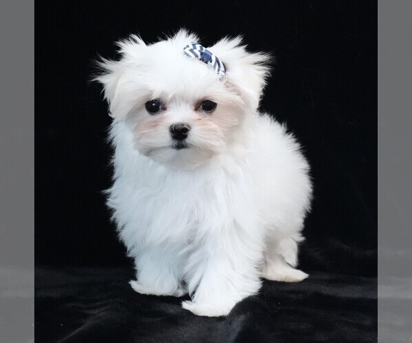Medium Photo #9 Maltese Puppy For Sale in ROCK VALLEY, IA, USA