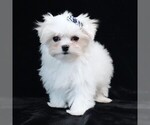 Small #8 Maltese