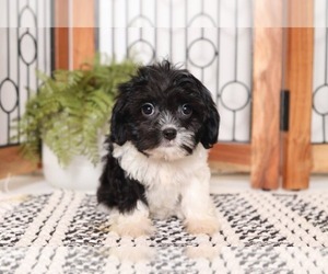 Cavapoo Puppy for sale in NAPLES, FL, USA