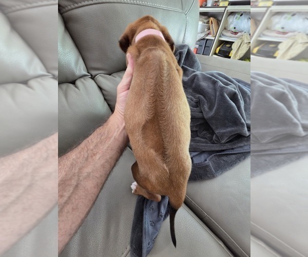 Medium Photo #6 Rhodesian Ridgeback Puppy For Sale in YOUNGWOOD, PA, USA