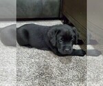 Small Photo #5 Labrador Retriever Puppy For Sale in RANCHO CUCAMONGA, CA, USA