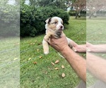 Small #14 Miniature Australian Shepherd