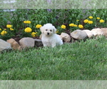 Small Photo #40 Bichon Frise Puppy For Sale in HUMBOLDT, IL, USA