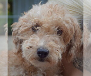 Golden Retriever-Unknown Mix Dogs for adoption in Huntley, IL, USA
