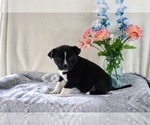 Puppy Tucker Boston Terrier-Miniature Australian Shepherd Mix