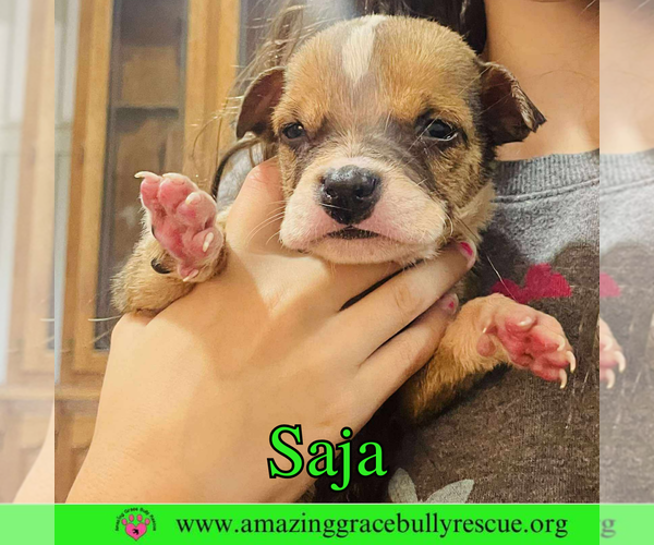 Medium Photo #1 Boxer-Unknown Mix Puppy For Sale in Pensacola, FL, USA