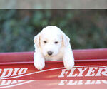 Small Photo #8 Pyredoodle Puppy For Sale in EATONTON, GA, USA