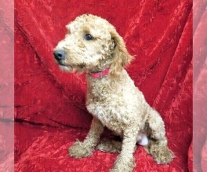 Mother of the Goldendoodle (Miniature) puppies born on 06/07/2021
