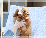 Small #4 Cavapoo (Miniature)