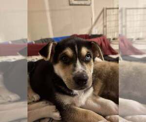 Siberian Husky-Unknown Mix Dogs for adoption in Gretna, NE, USA